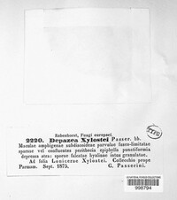 Kabatia periclymeni image